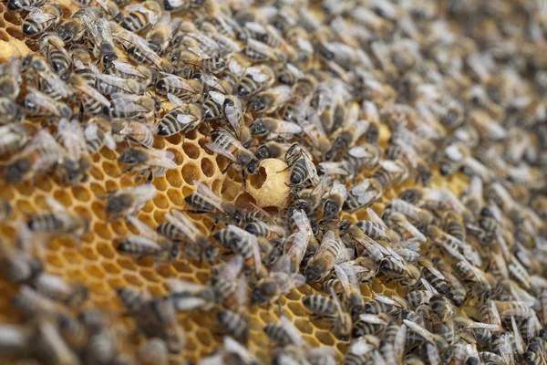 Bees on frame. — Stock Photo, Image
