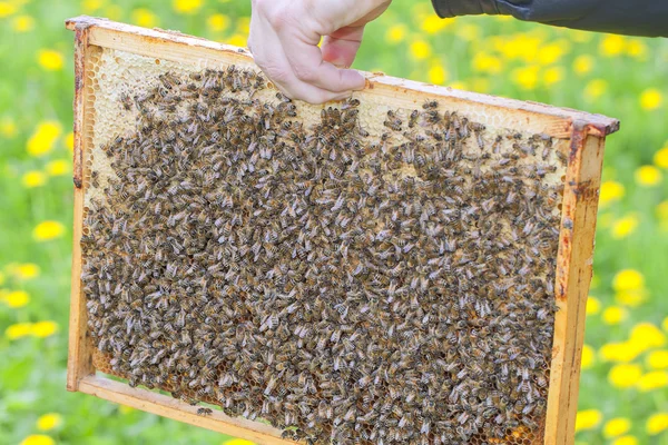 Μέλισσες σε πλαίσιο. — Φωτογραφία Αρχείου