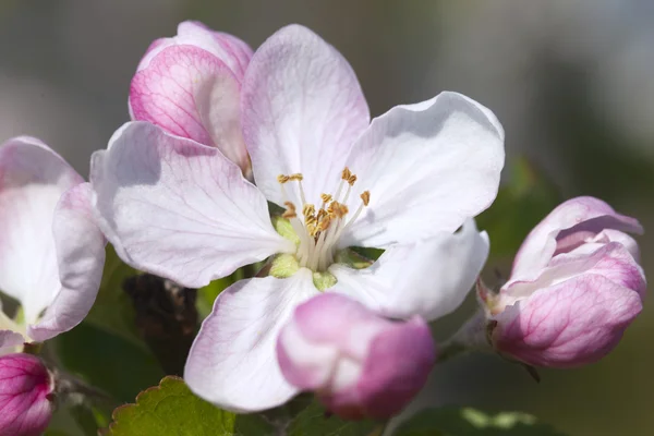 Apple bloemen. — Stockfoto