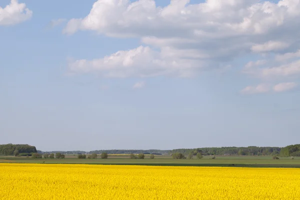 Жовте поле . — стокове фото