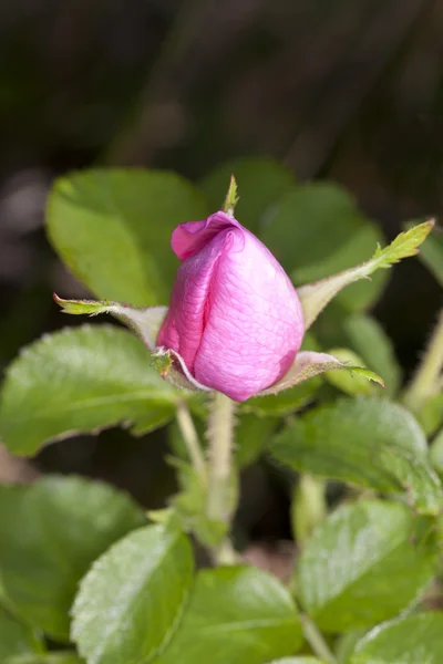 Wild rose. — Stock Photo, Image