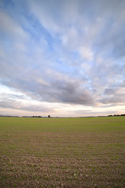 Pšeničné pole. — Stock fotografie