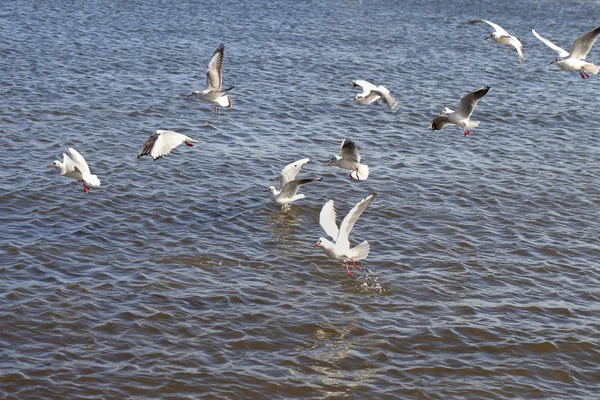 Sea gulls. — Stock Photo, Image