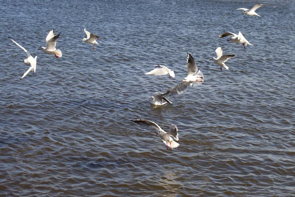 Sea gulls. — Stock Photo, Image