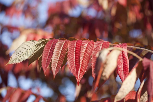 Rote Blätter. — Stockfoto