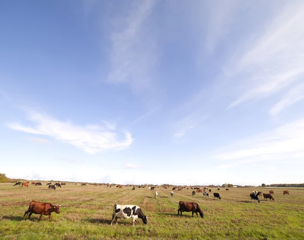 stock image Cows in field.