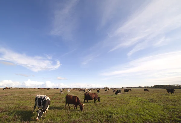 stock image Cows in field.