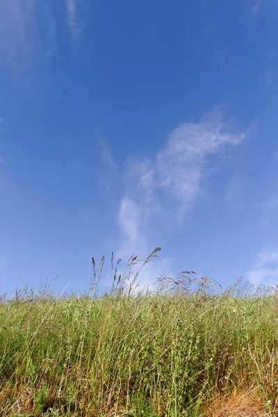 Gras and sky. — Stock Photo, Image