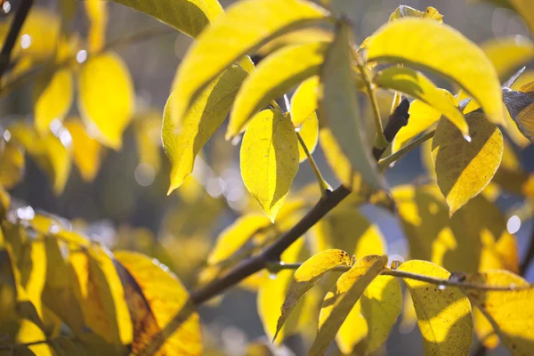 Folhas amarelas . — Fotografia de Stock