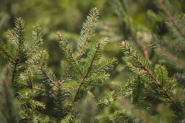 Fir branches. — Stock Photo, Image
