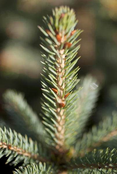 Top of fir. — Stock Photo, Image