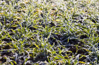 Frost in young wheat. clipart