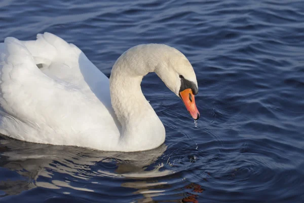 Swan i sjön. — Stockfoto