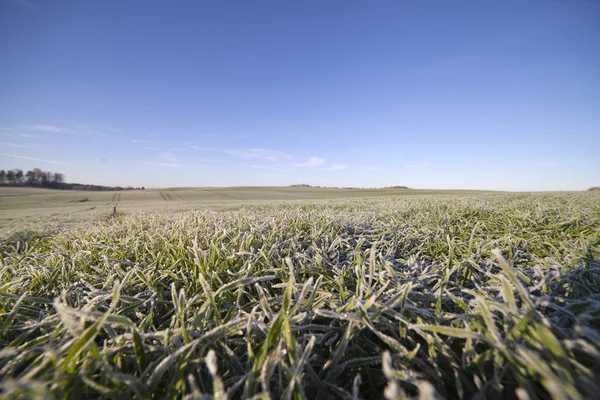 Frost in young wheat. — Stock Photo, Image