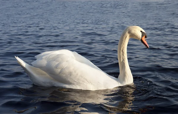 Swan i sjön. — Stockfoto