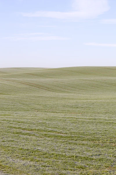 stock image Green field.