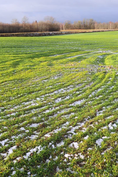 Снег на пшеничном поле . — стоковое фото