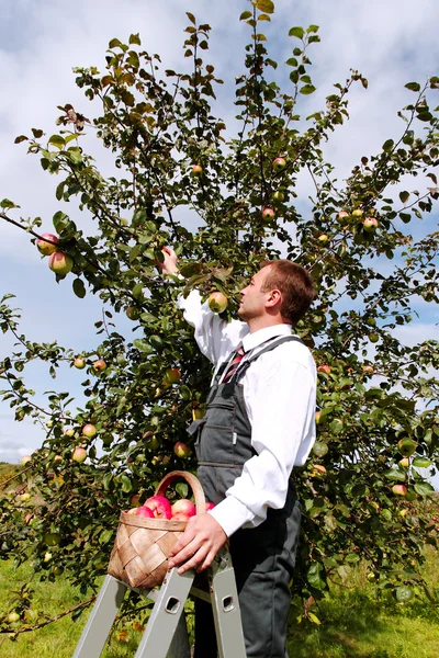 Человек собирает яблоки . — стоковое фото