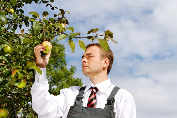 Hombre recogiendo manzanas . — Foto de Stock