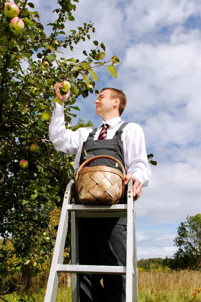 Homem colhendo maçãs . — Fotografia de Stock