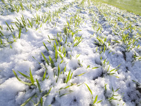 Pšenice pod sněhem. — Stock fotografie