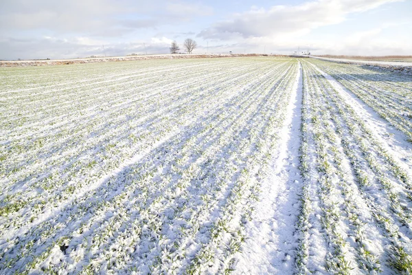 Field under snow. — Stock Photo, Image