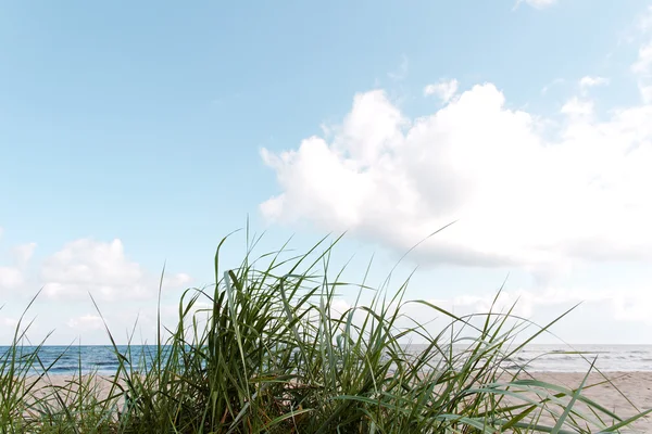 stock image Grass in sand.