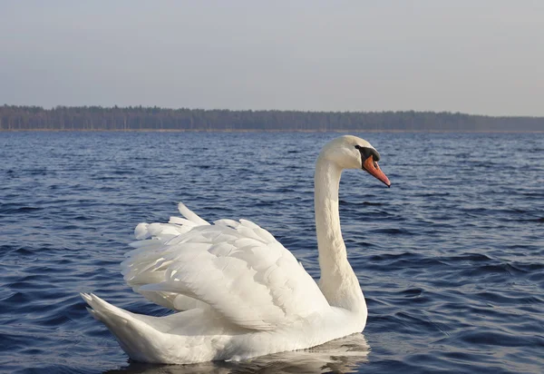 Cisne en el lago . — Foto de Stock