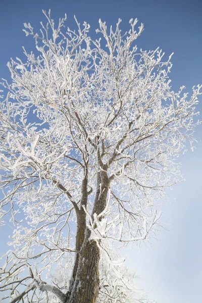 Vinterträd. — Stockfoto