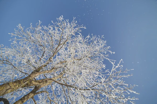 Зимнее дерево. — стоковое фото