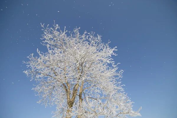 Árbol de invierno. —  Fotos de Stock
