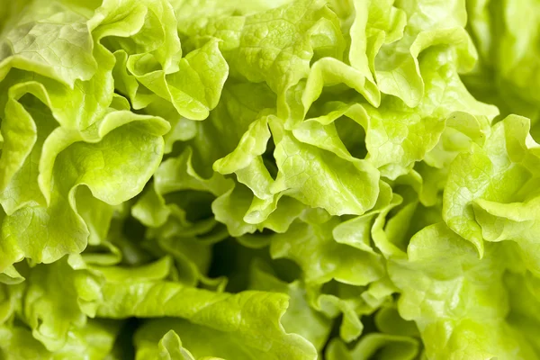 Fejes salátával. — Stock Fotó