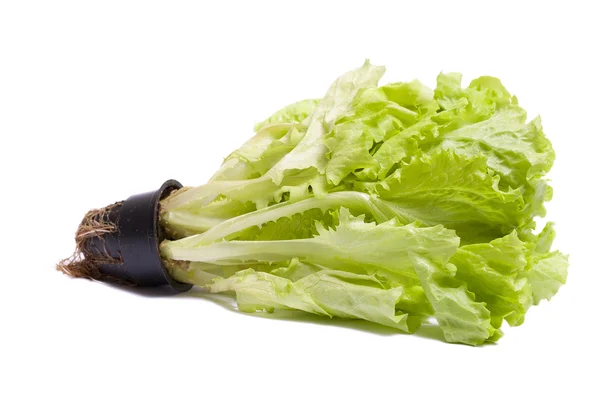 Lettuce salad. — Stock Photo, Image