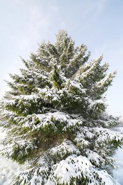 Снежная ель . — стоковое фото