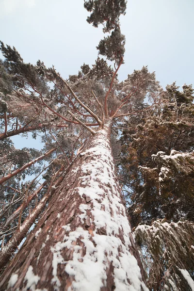 Pine in de winter. — Stockfoto