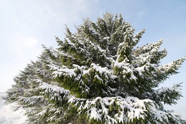 Sapins neigeux . — Photo