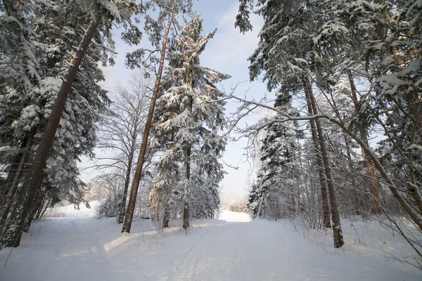 Bosque de invierno. —  Fotos de Stock