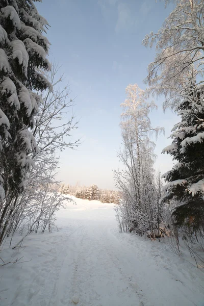 Hutan musim dingin. — Stok Foto