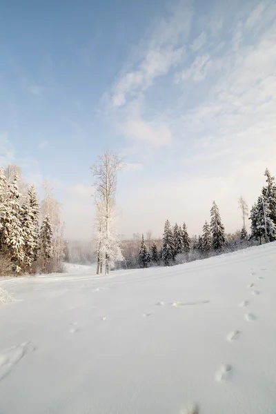 Winter on hill. — Stock Photo, Image
