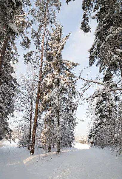 冬の森. — ストック写真