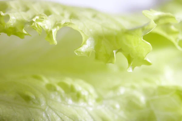 Salaattisalaatti . — kuvapankkivalokuva