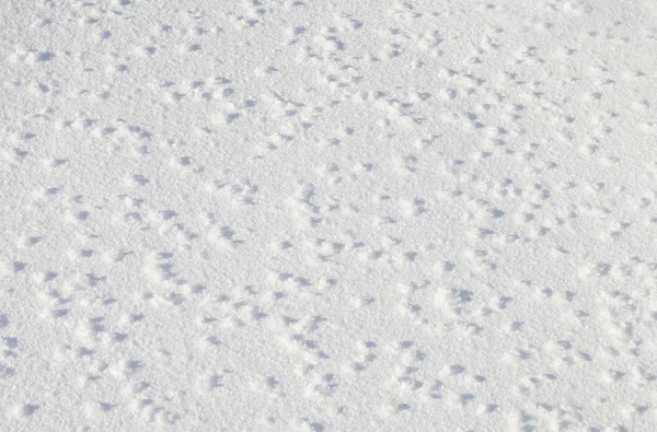Textura de neve . — Fotografia de Stock