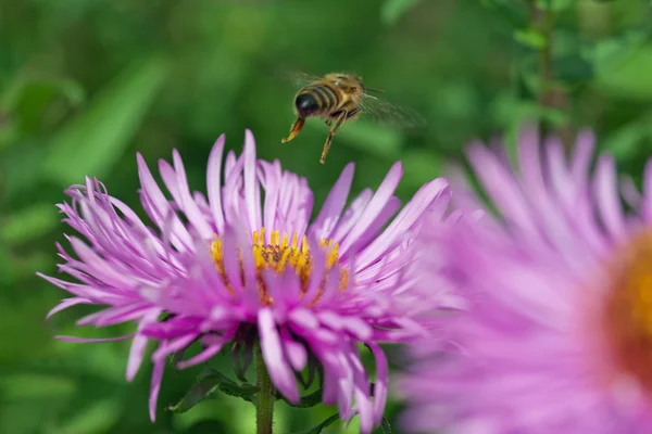 Flower and bee. — Stock Photo, Image