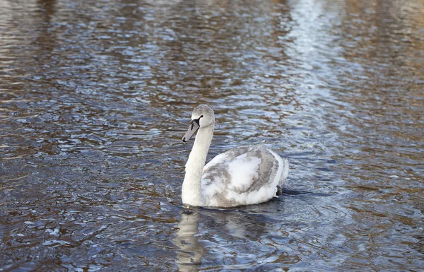 Cisne joven . — Foto de Stock