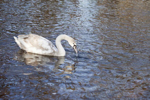 Young swan. — Stock Photo, Image