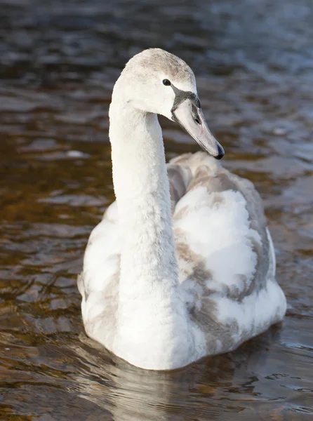 Mladá labuť. — Stock fotografie