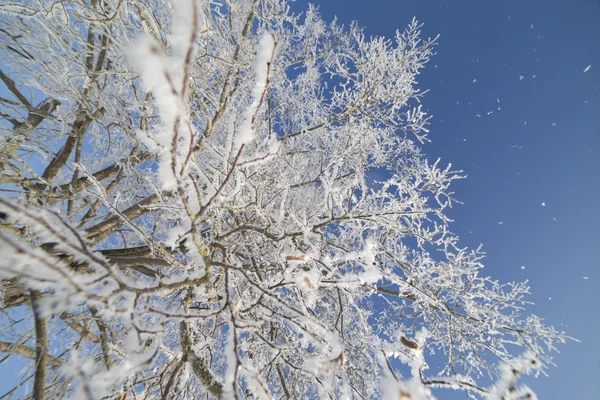Albero invernale. — Foto Stock