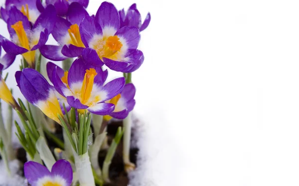 Изолированный фиолетовый крокус в снегу — стоковое фото