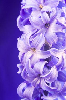 Mavi çiçek sümbül