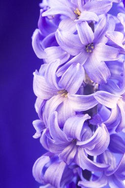 Blue flower hyacinth clipart